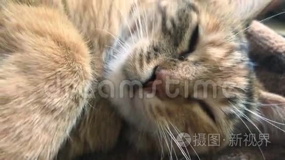 漂亮的猫嘴