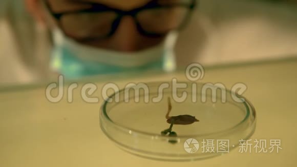 微生物实验室培养皿中芽芽研究的科学家