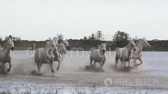 卡马格马，赫德在沼泽驰骋，法国南部的圣特斯·玛丽·德拉梅尔，