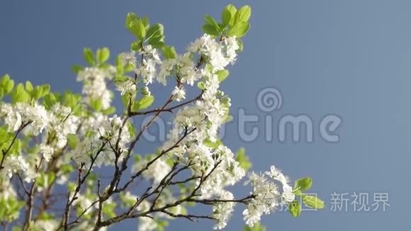 盛开的梅树，梅树枝上覆盖着白色的花朵和蓝色背景上的叶子..