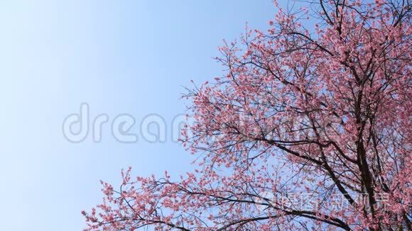 蓝天上的樱花树与宇宙空间视频