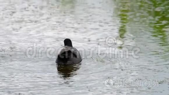 欧亚海岸在池塘边游泳视频