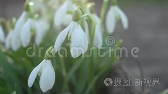 雪花或加兰花特写