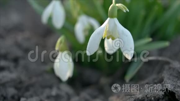 雪花或加兰花特写视频