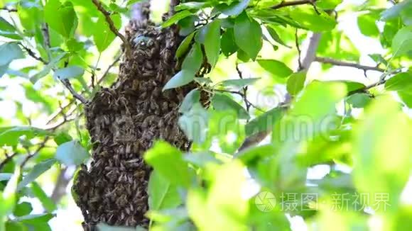 蜂群在李子树上视频