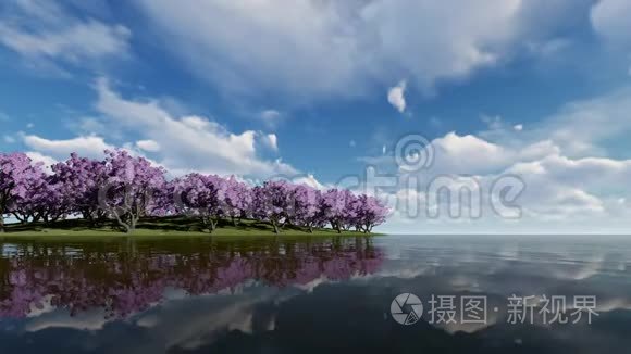 岸边大树上的樱花视频