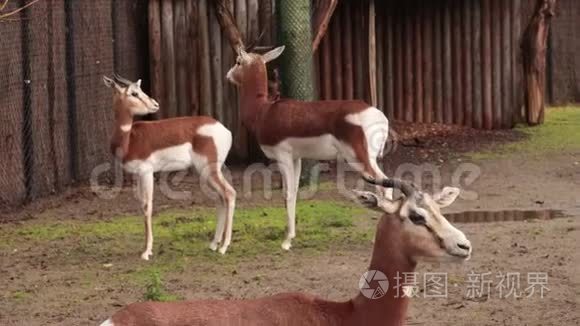 非洲羚羊南格尔达马生活在非洲撒哈拉沙漠和萨赫勒地区