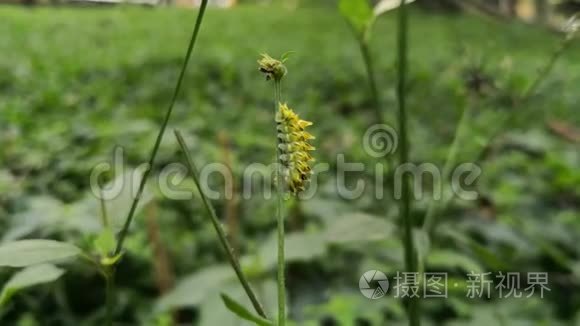 黄毛虫带着黑刺走在植物的茎上