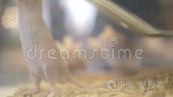 水族馆里的一大群宠物白鼠。 医学研究科学家检查实验室小鼠和组织外观