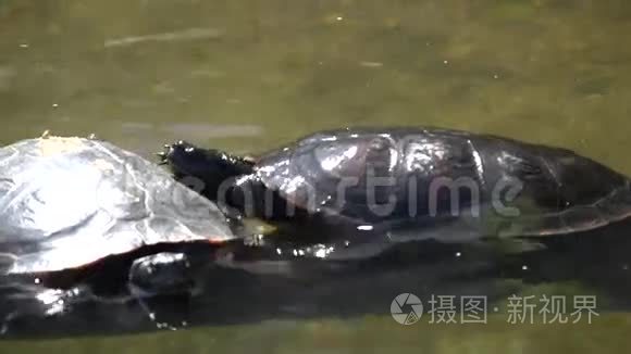 两只海龟在水里视频