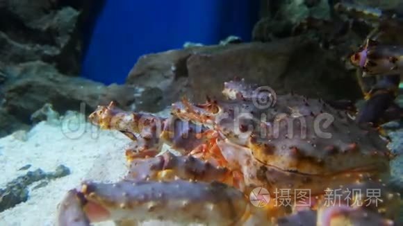 水族馆里的帝王蟹视频