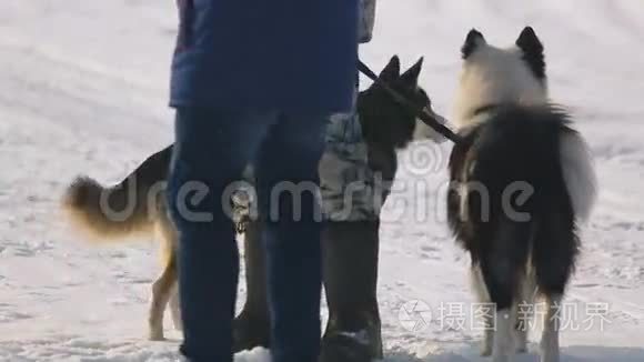 西伯利亚雪橇犬视频