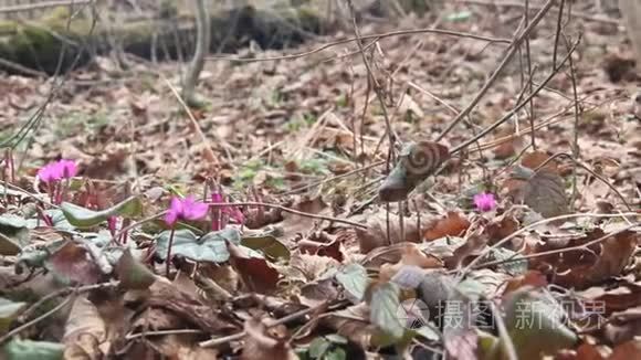 春天森林里粉红色的甜蜜素视频