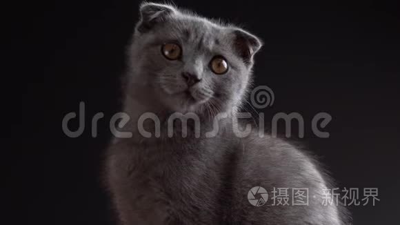 英国苏格兰折叠猫特写肖像视频