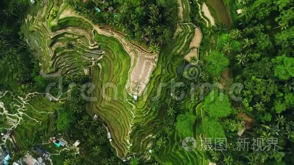 巴厘岛美丽的水稻梯田。