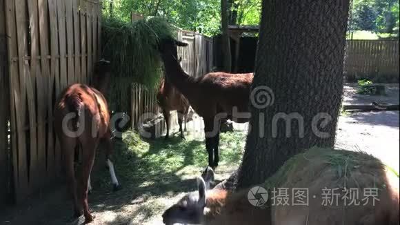 动物园里的妈妈们在夏天阳光明媚的日子里吃草