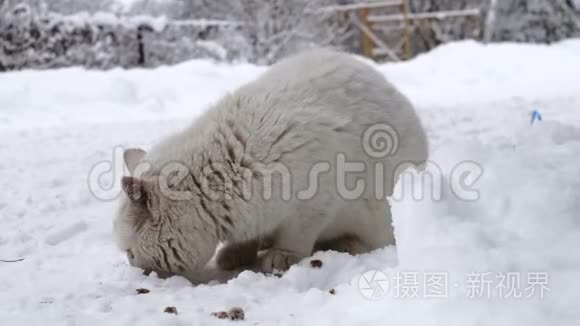 俄罗斯村庄寒冷的天气里，家猫在雪地上吃干猫粮