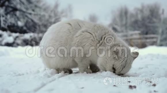 俄罗斯村庄寒冷的天气里，家猫在雪地上吃干猫粮