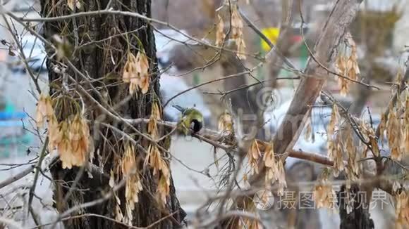 树上的黄鸟吃