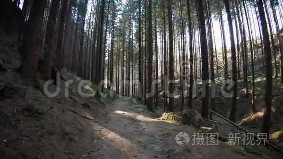 寂静的森林照耀着太阳视频