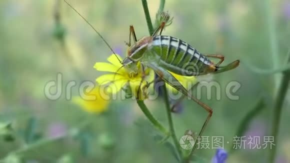 希腊科孚绿色迷彩蚱蜢视频