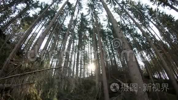 寂静的森林照耀着太阳视频