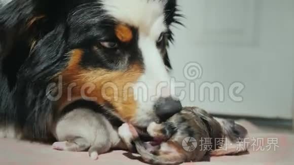 澳大利亚牧羊犬的肖像，轻轻地舔一只新生的小狗。 照顾后代