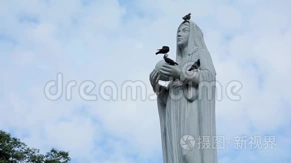 鸽子天空鸟的本性