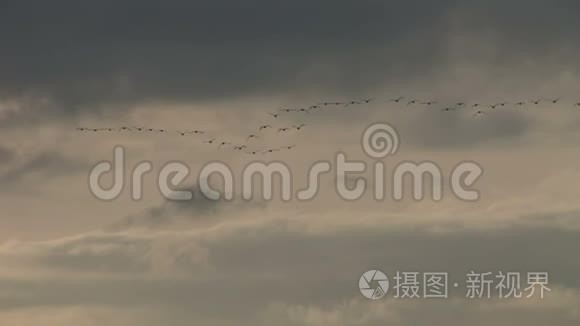 鹅在天空中排成一行飞行视频