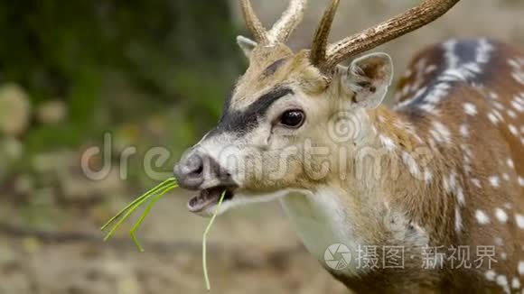 梅花鹿在动物园吃草视频