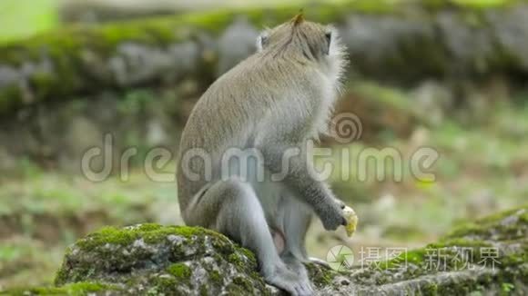 猴子在动物园里享受香蕉视频