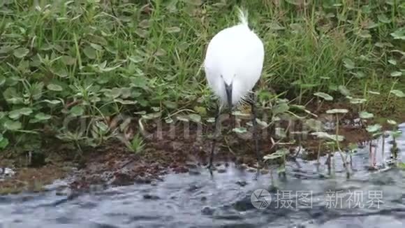 一只白水鸟的足迹视频