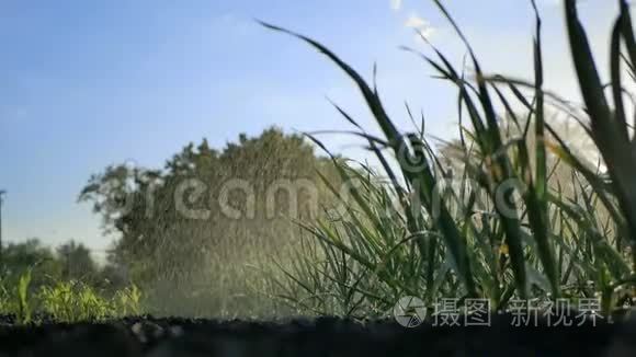 田里的绿蒜植物..