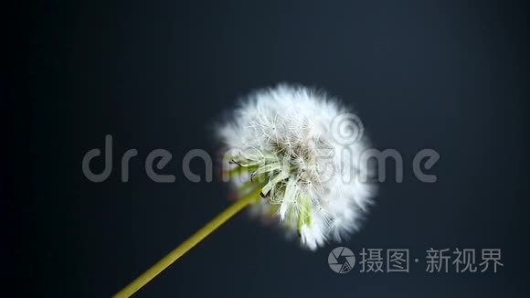 蒲公英的花随风而动视频