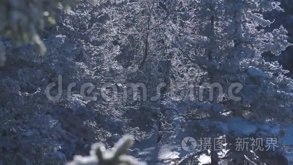 被太阳晒得结霜的森林树枝视频