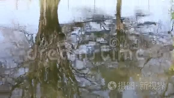 湖水上倒映着树木视频