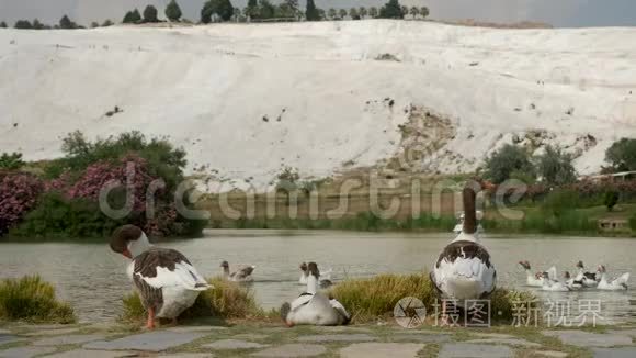 几只鹅站在帕穆卡莱湖畔视频