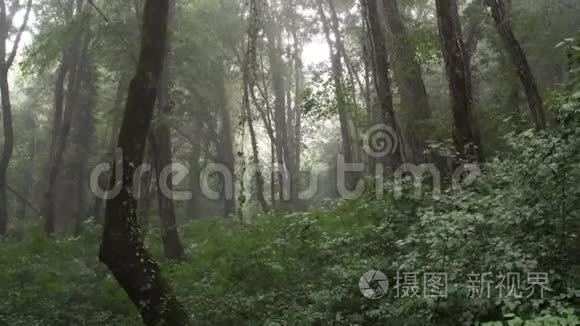 山区热带森林下的大雨视频