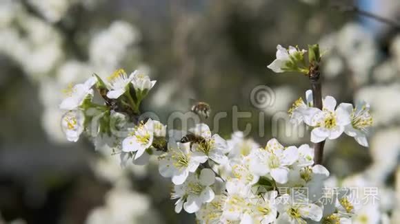 采蜜花粉的白色花朵运动背景视频