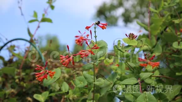 花园中的杂交褐金银花视频