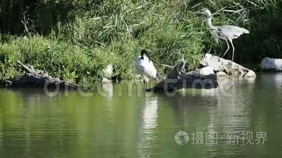 一只非洲圣ibis和一只灰色的苍鹭