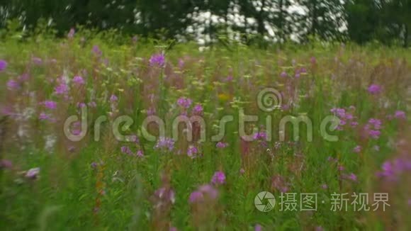 植物生长在田野里