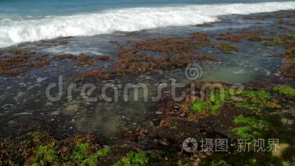 泡沫的海浪在绿色和棕色的海藻上翻滚