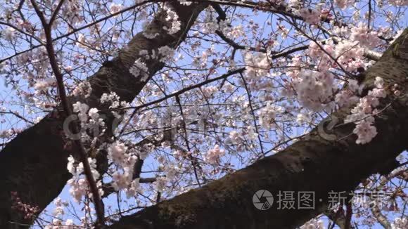 东京天宿公园池塘附近的奇瑞花视频