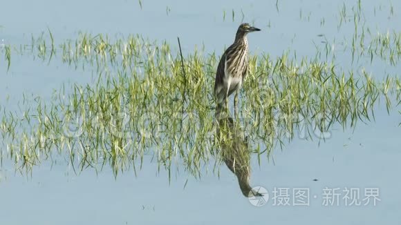 中国池塘鹭视频