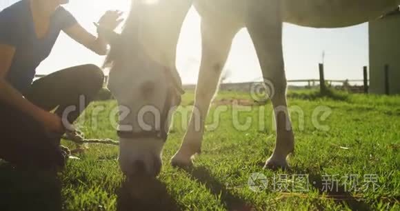 妇女在牧场放牧时抚摸马视频