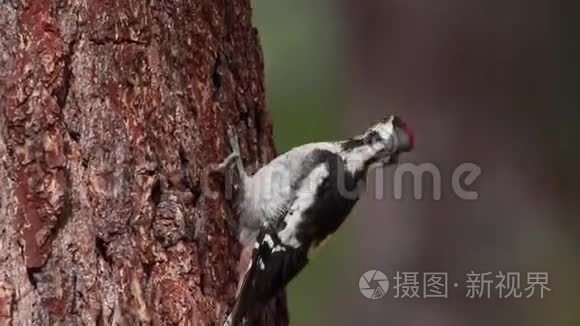 大斑点啄木鸟，松柏少校，7月份在苏格兰的一棵松树树干上走来走去