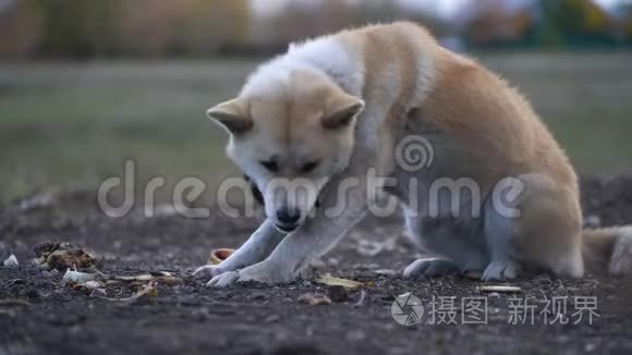 秋田英努在户外啃骨头视频