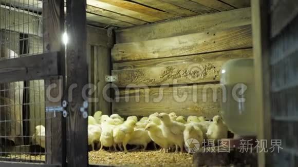 家禽养殖场鸡鸡肉鸡视频