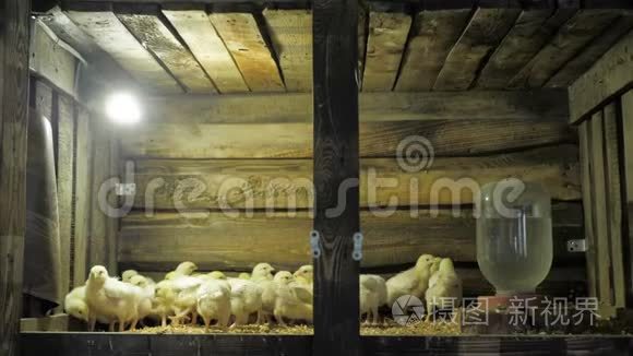 家禽养殖场鸡鸡肉鸡视频